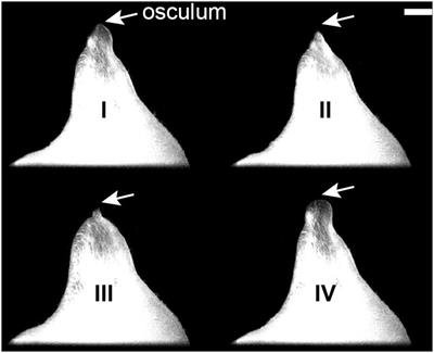 Contraction-Expansion and the Effects on the Aquiferous System in the Demosponge Halichondria panicea